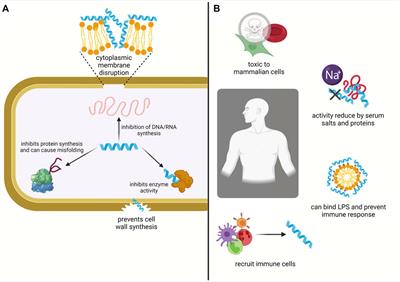 The Potential of Modified and Multimeric Antimicrobial Peptide Materials as Superbug Killers